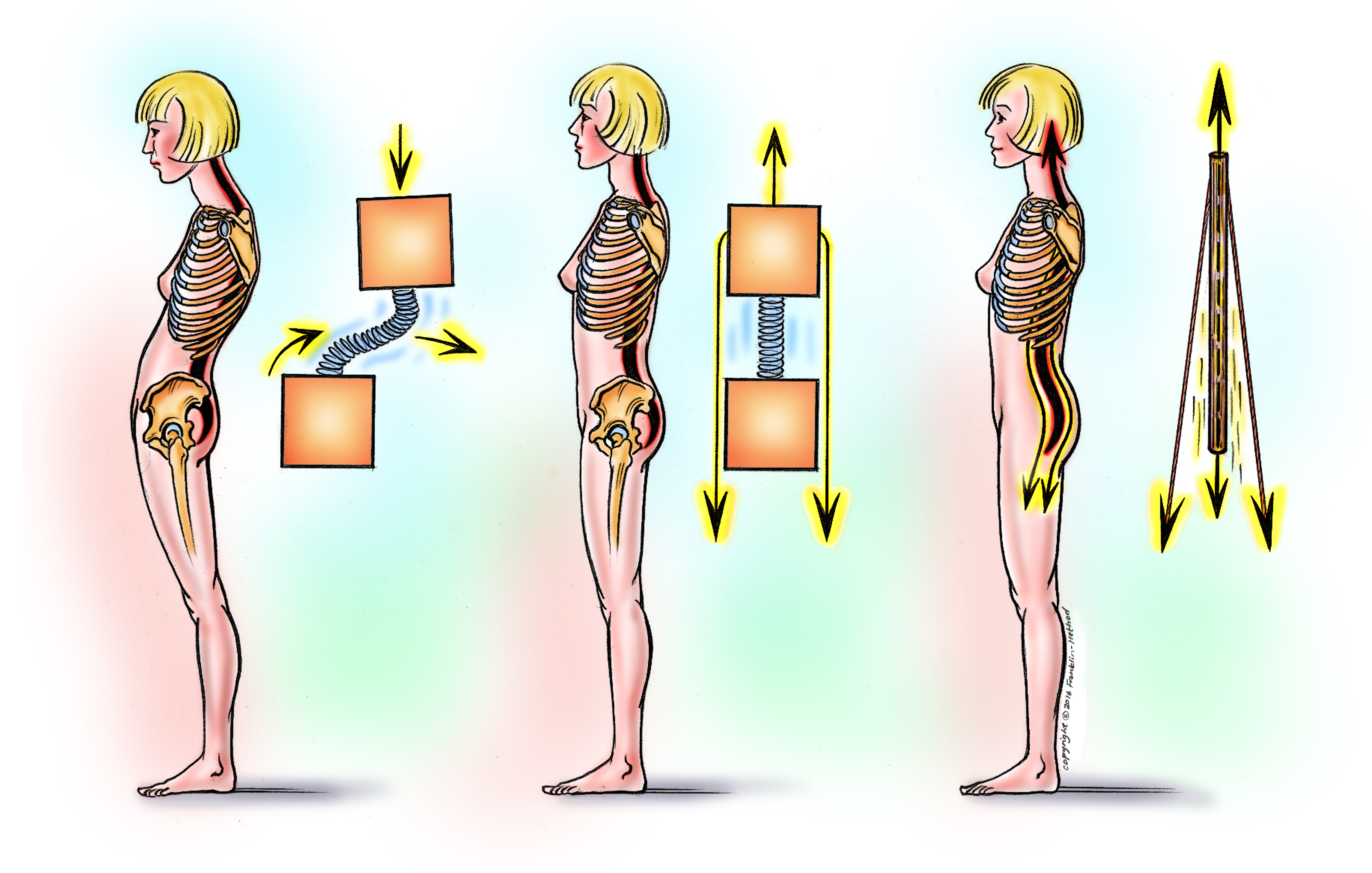 The Liberated Spine – Educator Options