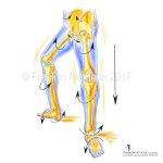 Gesunde Knie durch dynamische Beinausrichtung