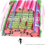 Beitragsillustration. Muskelkraft erhöhen durch Filamentgleiten.
