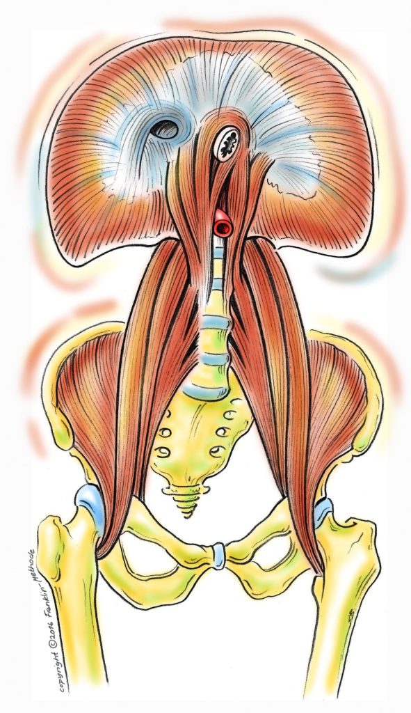 diaphragm-and-psoas-min diaphragm-and-psoas-min
